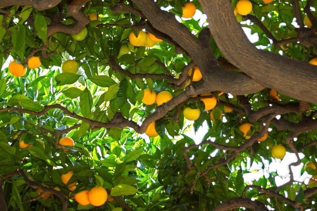 Proteggere i limoni dagli insetti di primavera