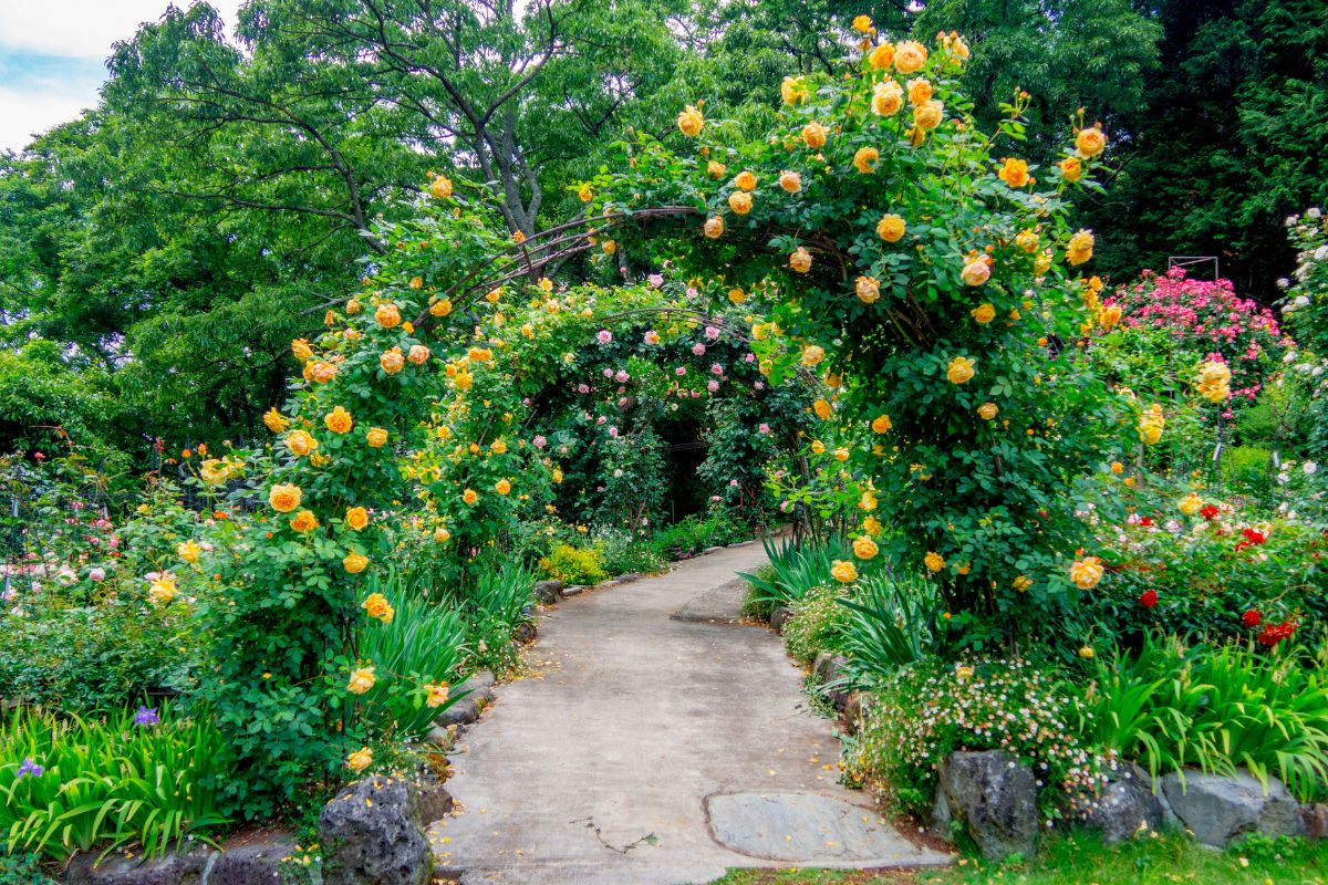 Arco da giardino