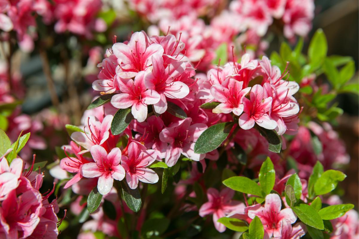 Potatura dell'azalea