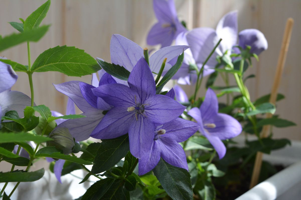 Fiori perenni per un balcone