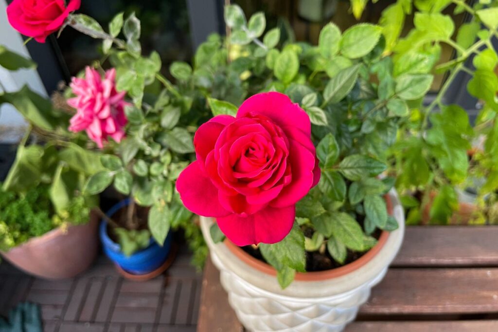 Come coltivare le rose in vaso