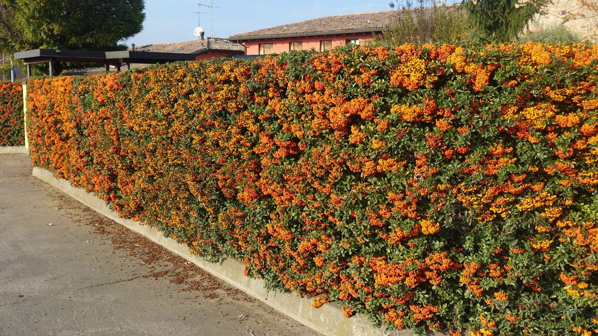 Piracanta siepe sempreverde