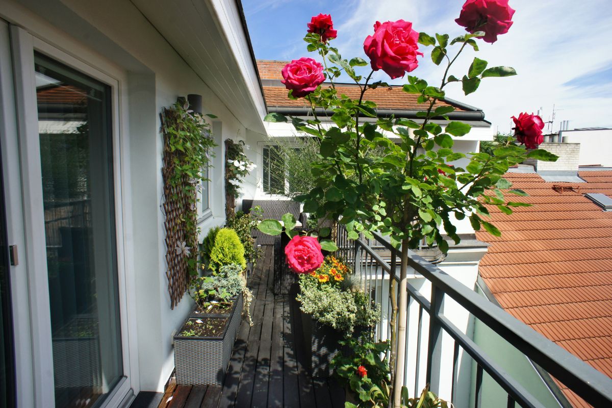 Coltivare rose in vaso sul balcone