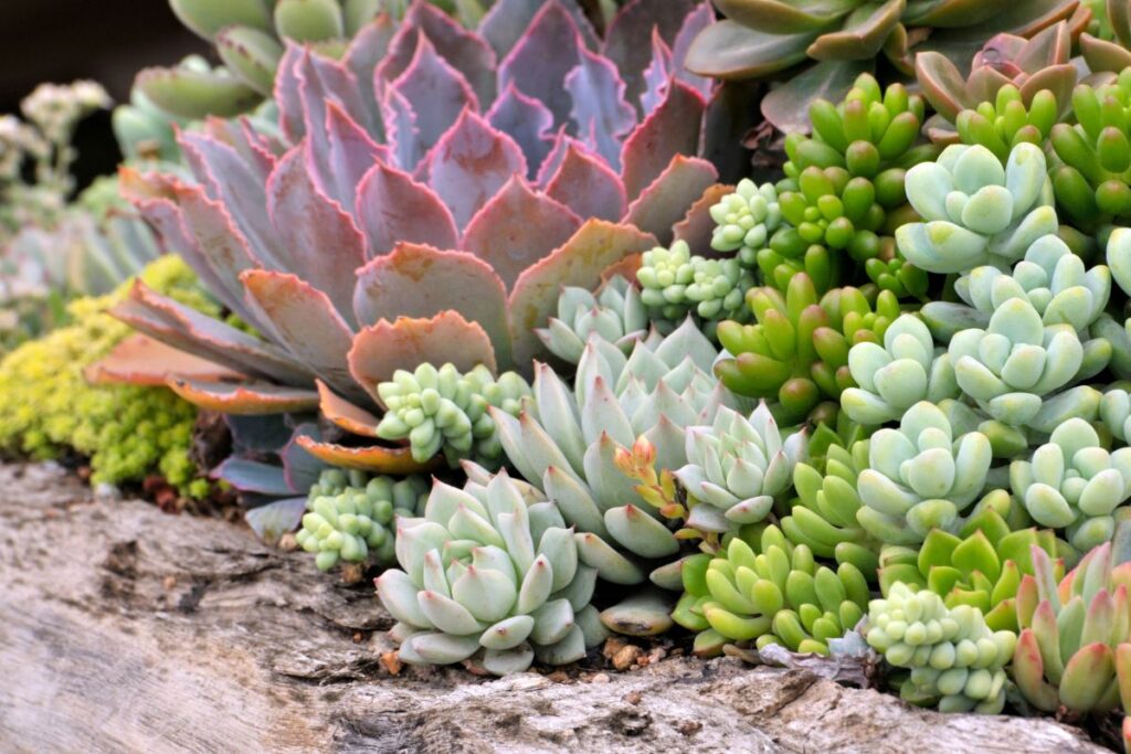 Fertilizzante naturale per piante grasse