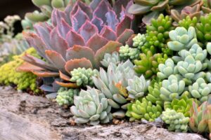 Fertilizzante naturale per piante grasse