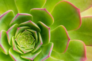 Succulente giganti