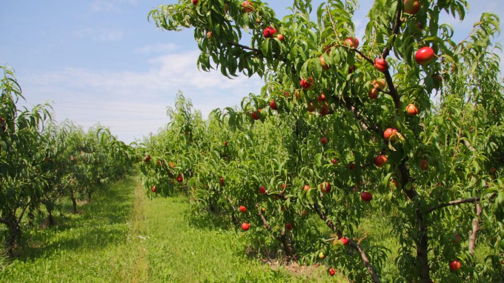 Quando piantare alberi da frutto