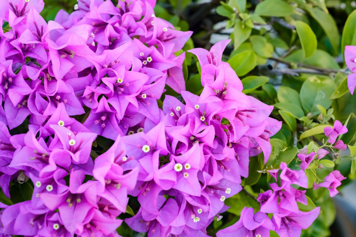 Concimare la Bouganvillea per la fioritura estiva