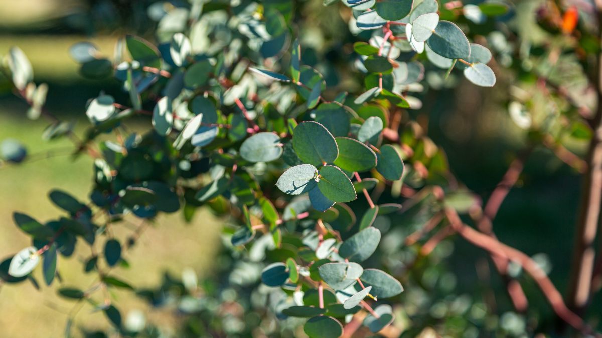 Piante scaccia insetti