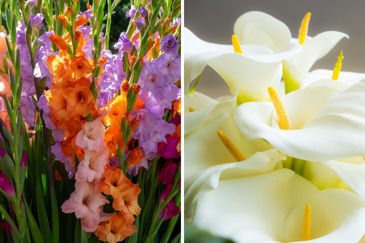 Fiori per un balcone spettacolare