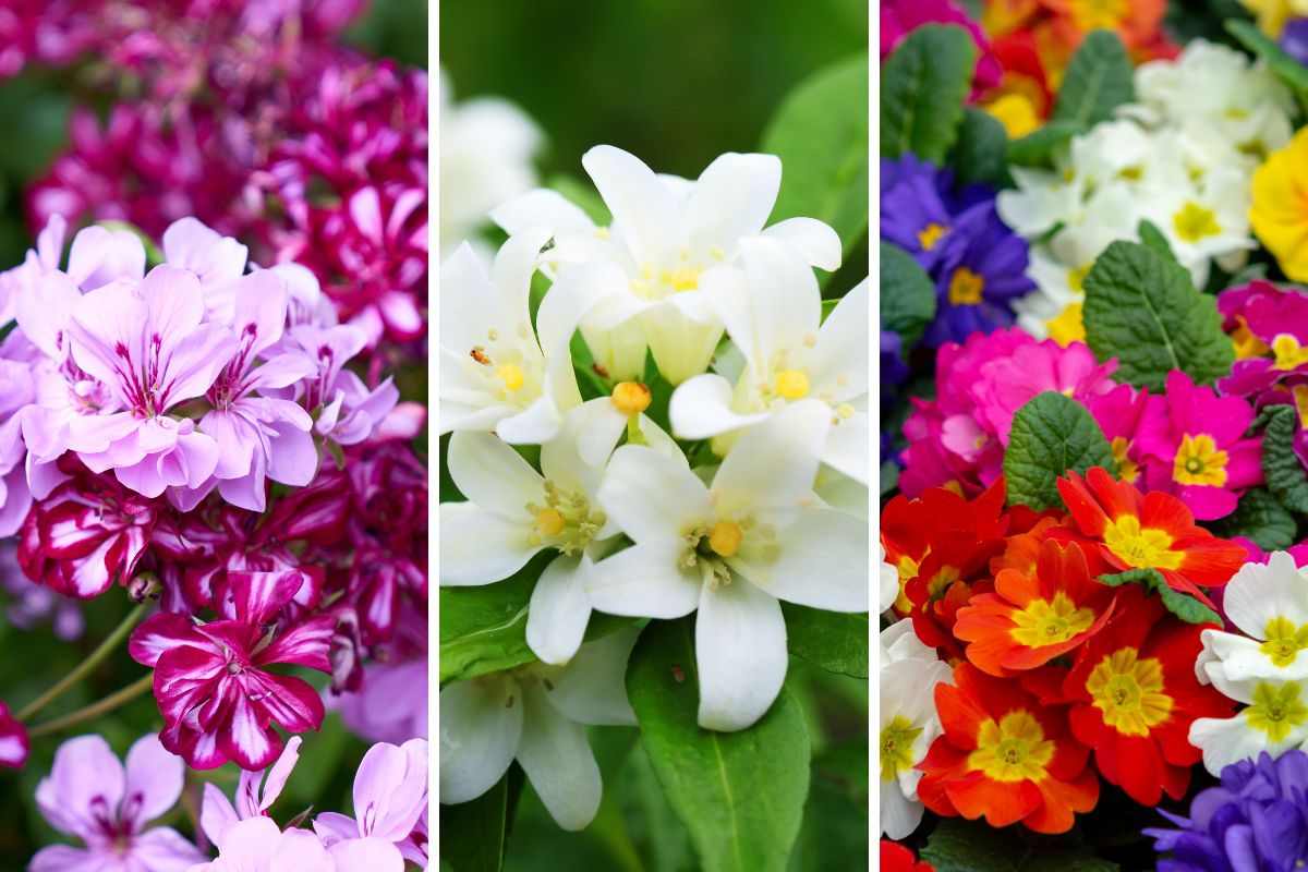 Fiori più adatti per un balcone in primavera