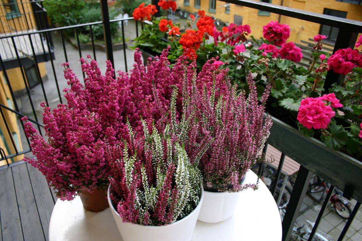 Fiori perenni per un balcone