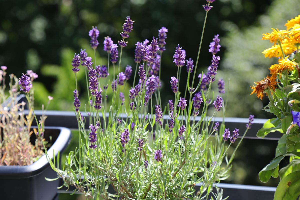 Fiori perenni per balcone