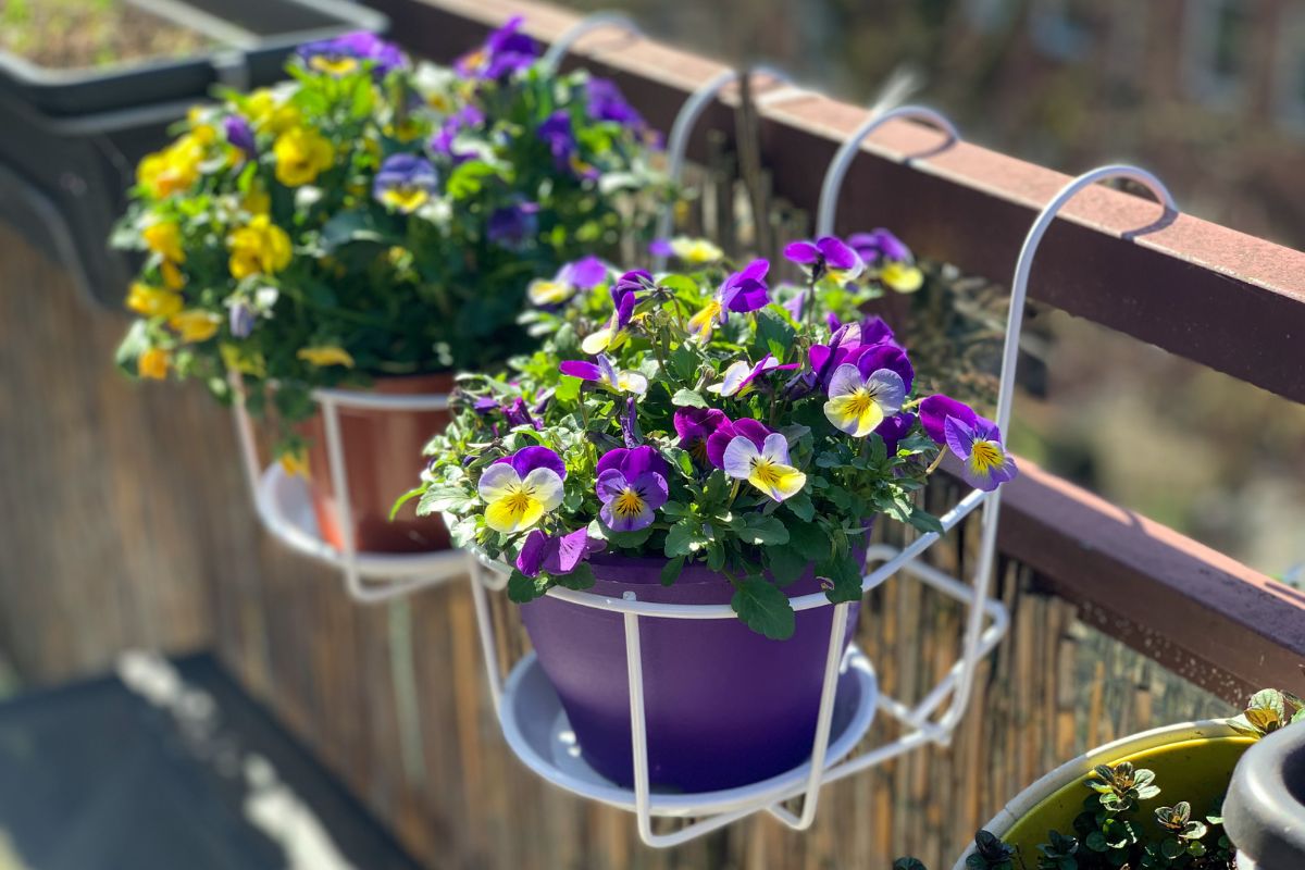 Fiori perenni per un balcone