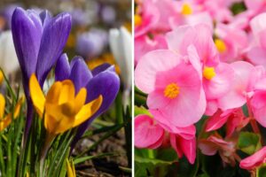 Fiori primaverili per il giardino