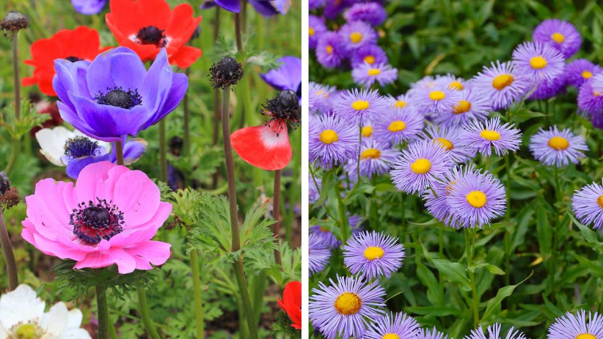 I fiori perfetti per le aiuole di primavera