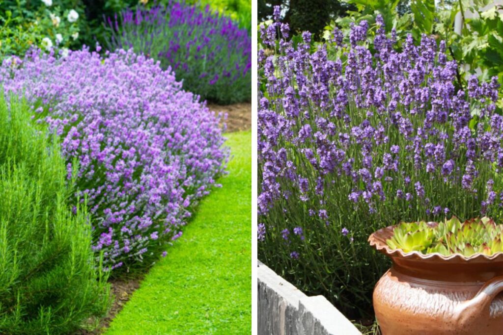 Ispirazioni per un giardino profumato di lavanda