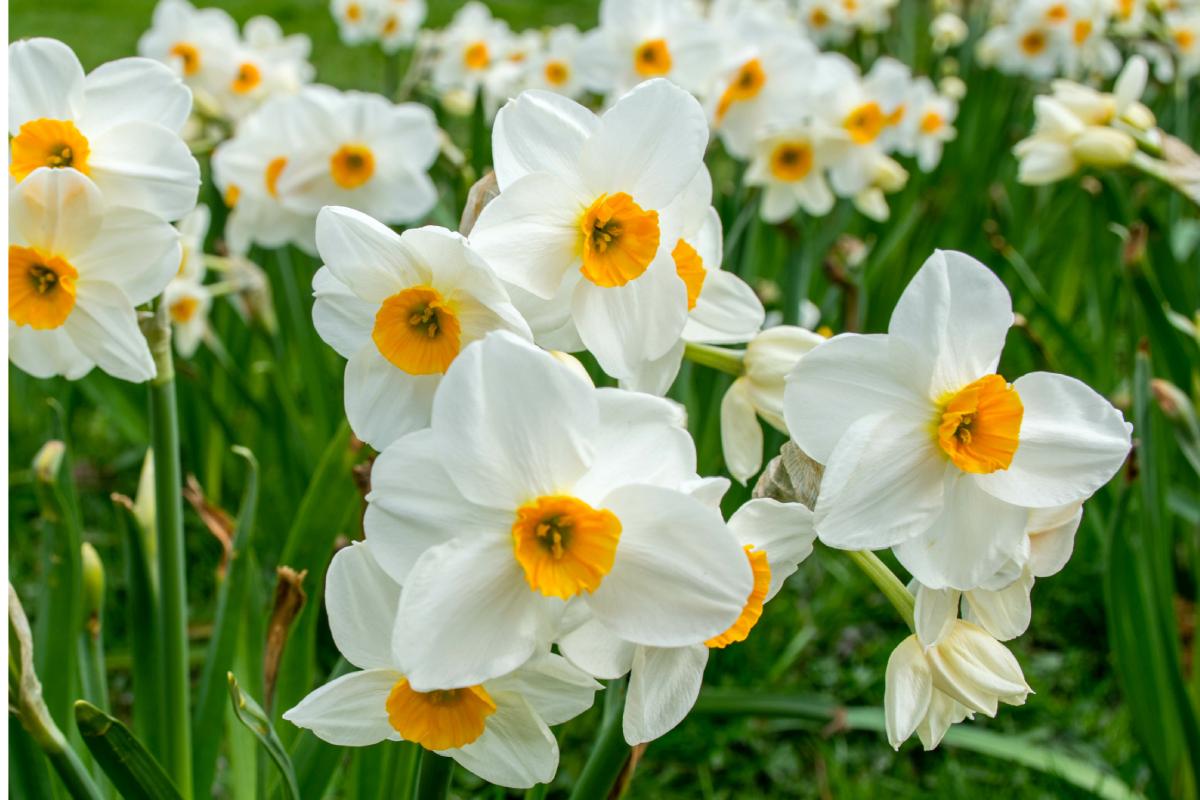 Fioriture di marzo