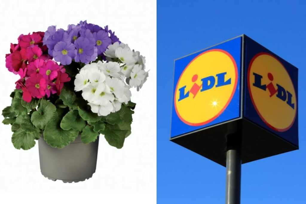 Offerta della settimana sulle piante da Lidl