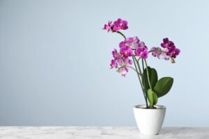 Moltiplicare le orchidee per talea