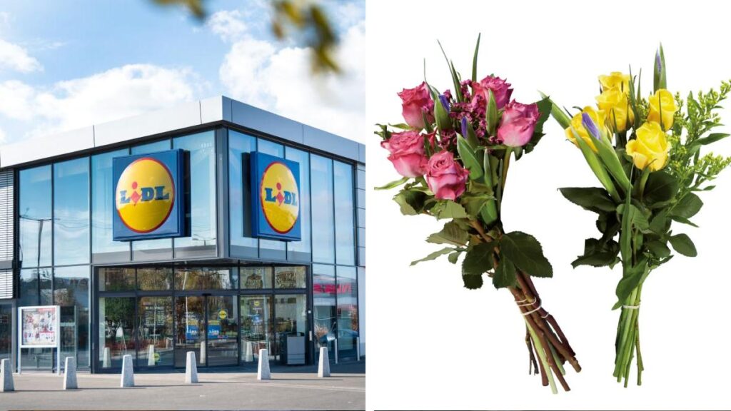 Offerte sulle piante da Lidl nel fine settimana