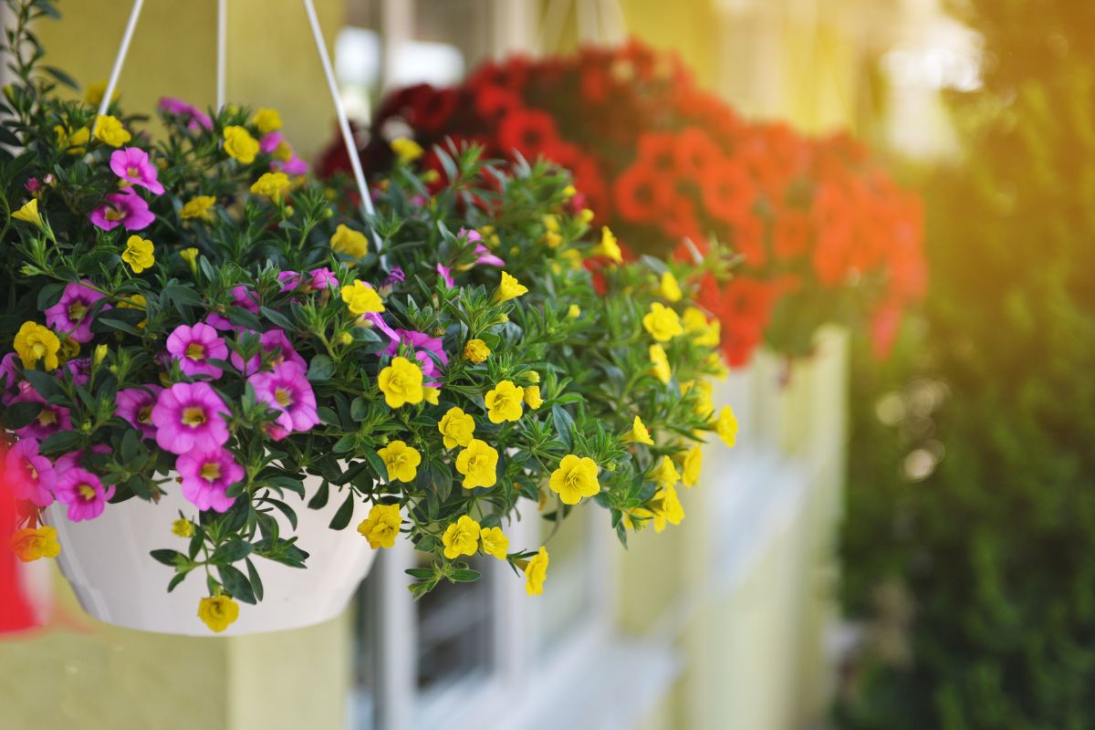 Fiori perenni per un balcone