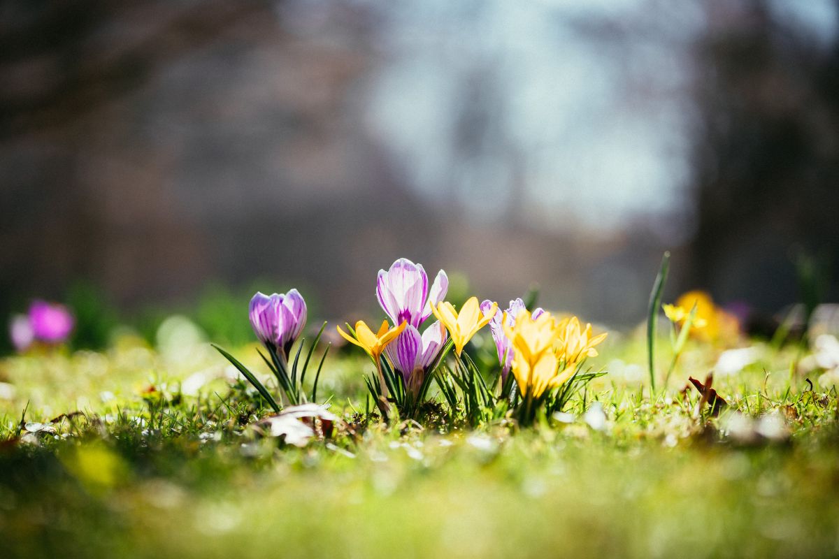 Crocus pianta arrivo della primavera