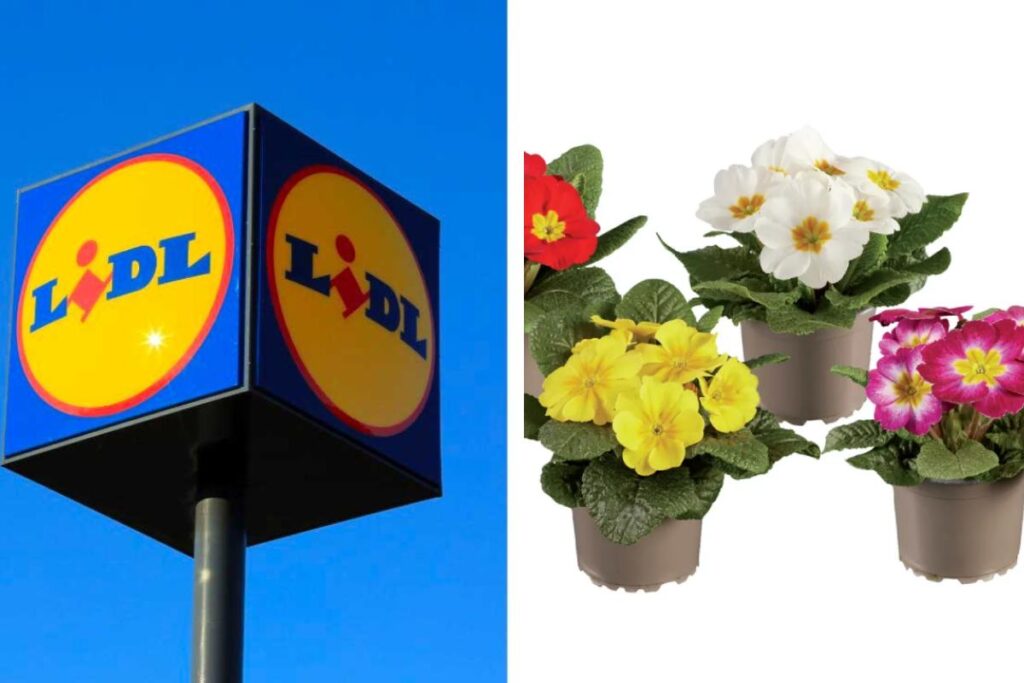 Piate Lidl in offerta dal 17 marzo