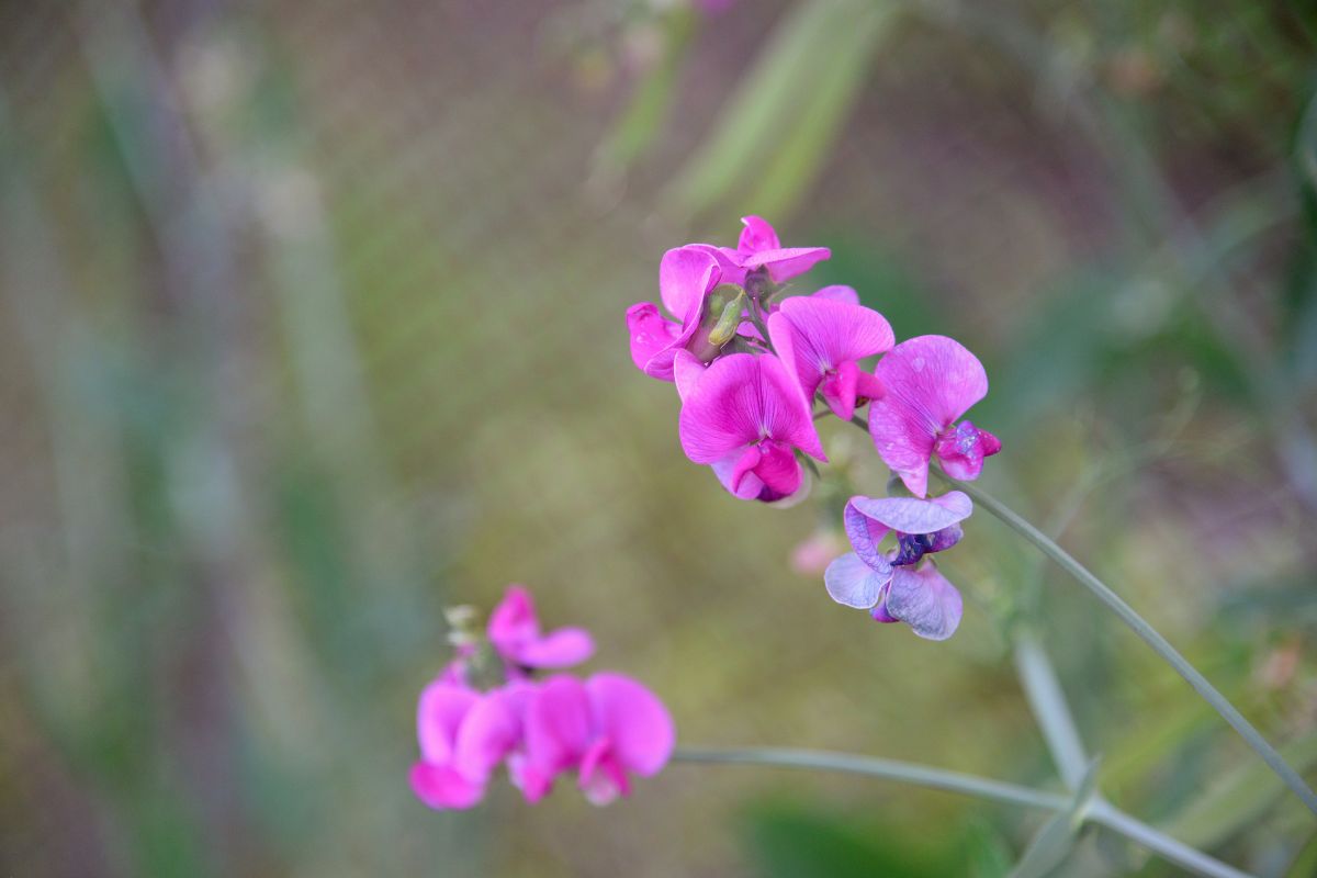 Piante rampicanti con fiori colorati