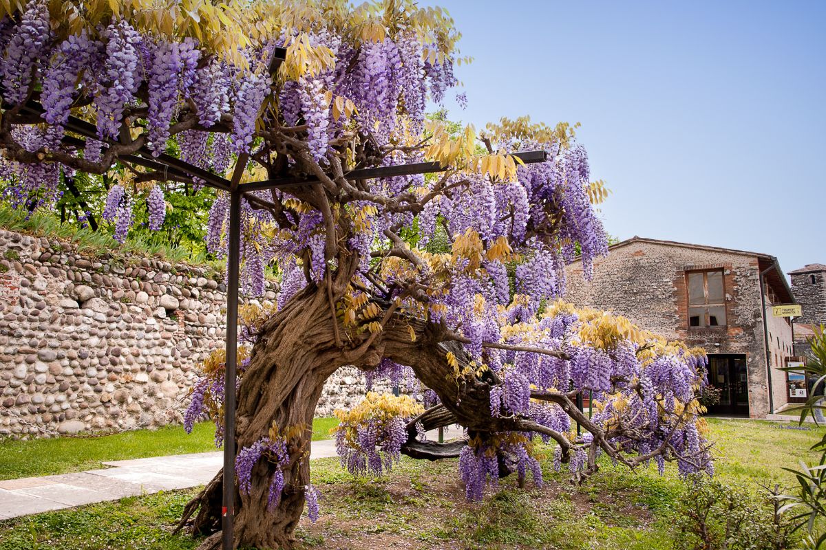 Piante rampicanti con fiori