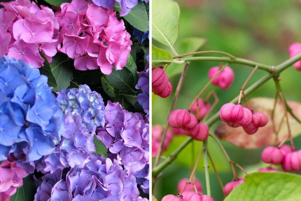 Fiori per un piccolo giardino