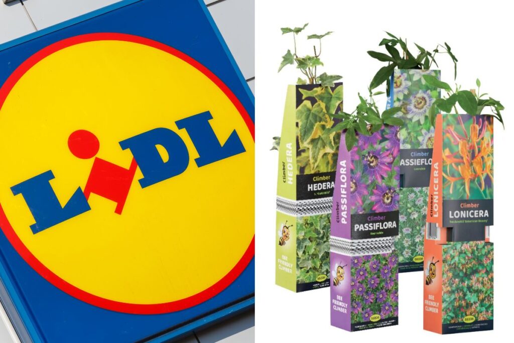 Da Lidl Piante rampicanti per giardino