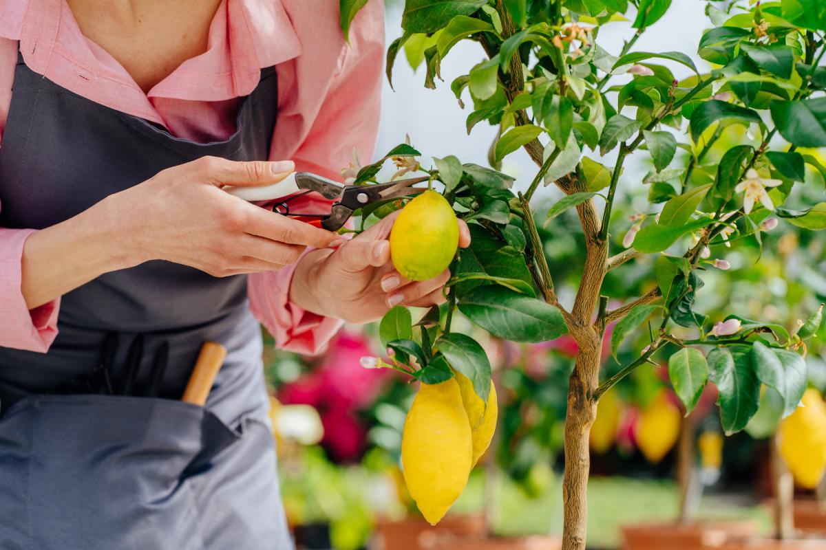 Curare il limone che non fa frutti