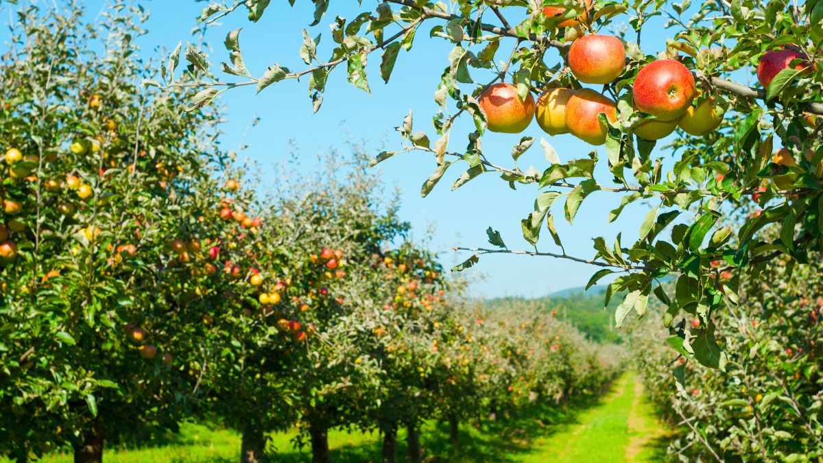 Come piantare alberi da frutto