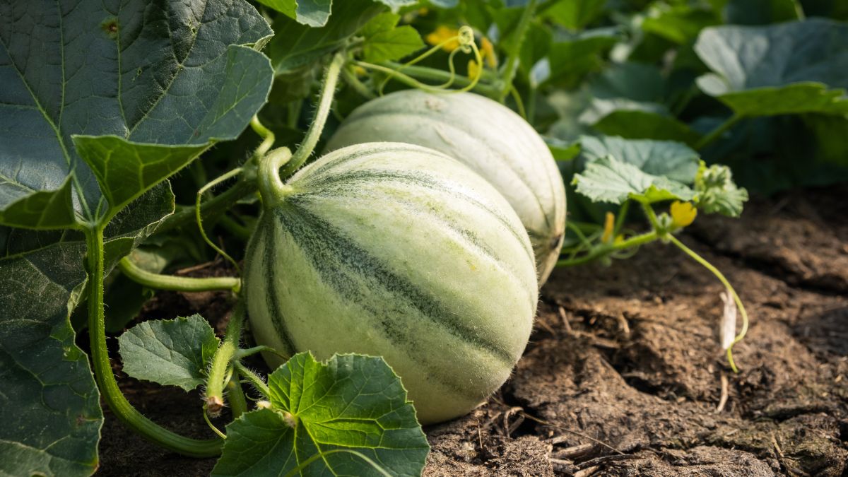 Come Seminare il melone