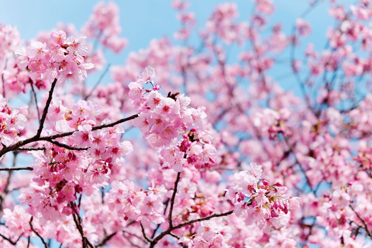 Significato dei fiori di ciliegio