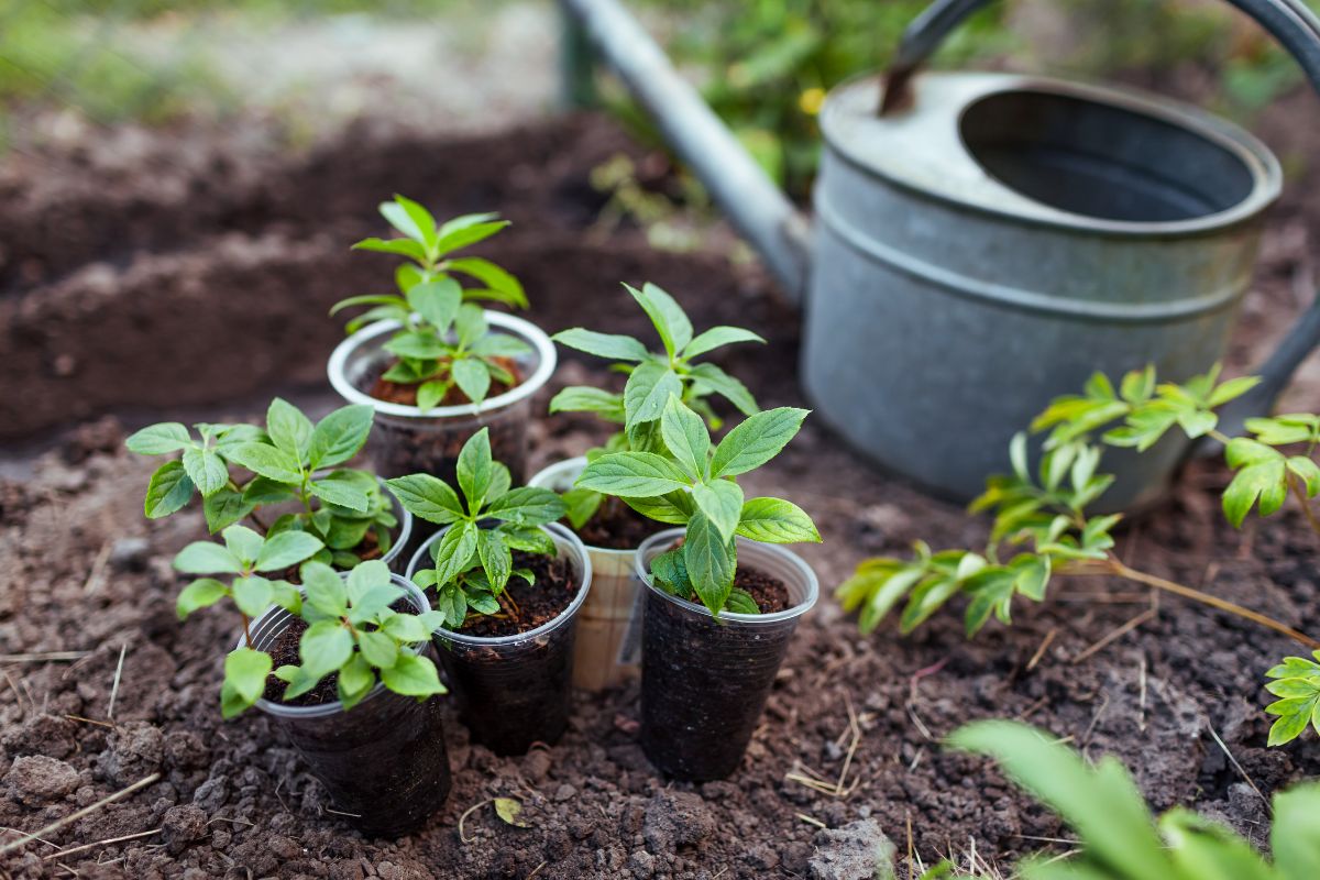 Giardino fiorito senza spendere nulla