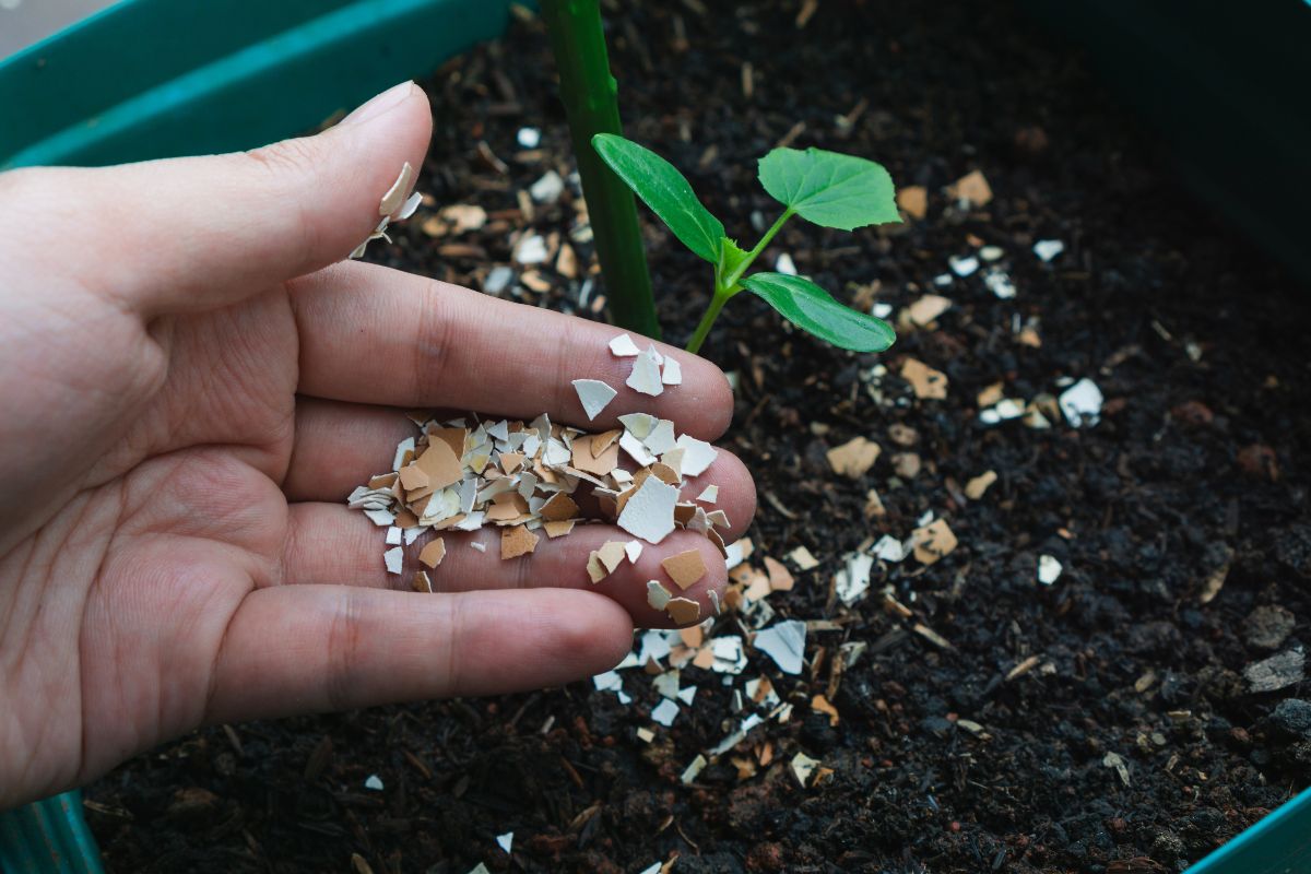 Compost con rifiuti organici