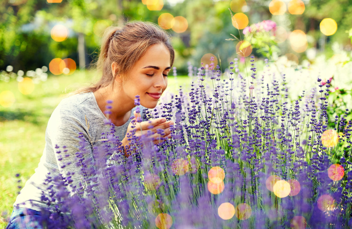 Aiuola con lavanda.