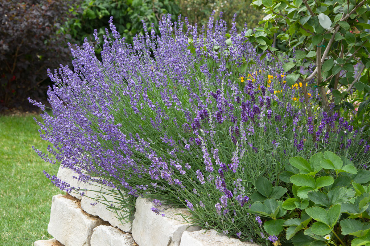 Aiuola con lavanda.