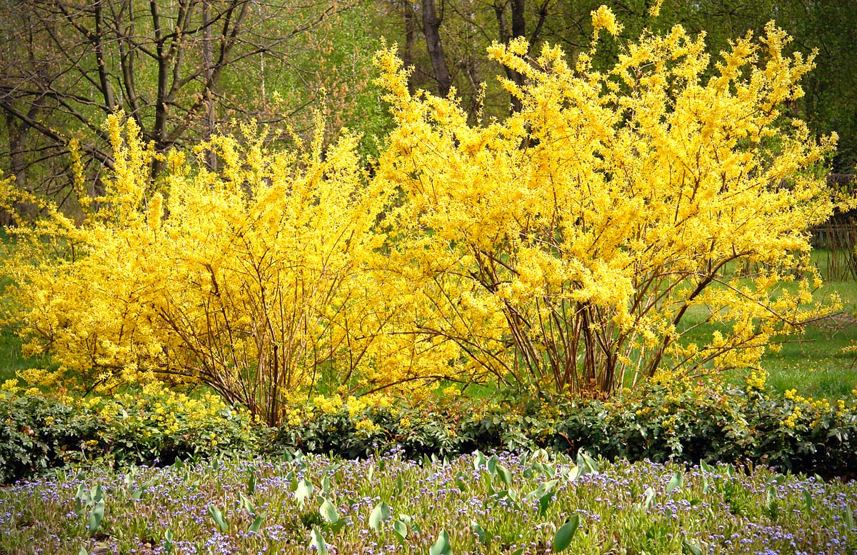 La forsizia bella pianta da giardino dai splendidi fiori gialli.