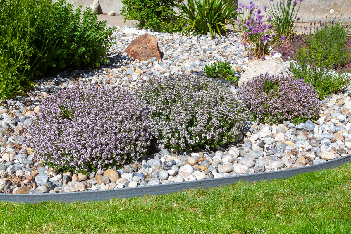 aiuola piena di sassolini e lavanda