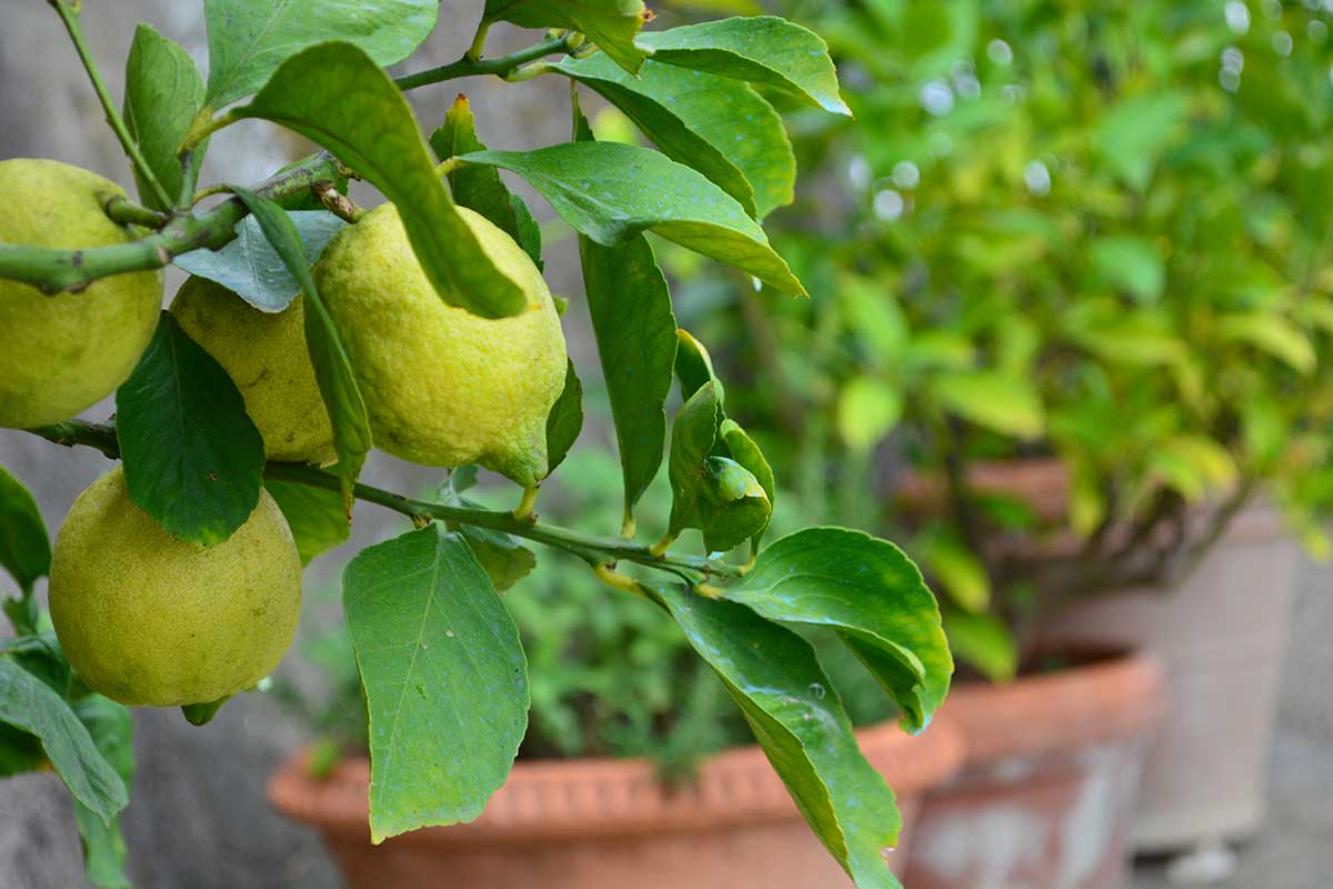 Pianta di limone parassiti